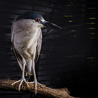 Bulbous the Black-Crowned Night Heron