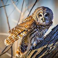 Chitters the Barred Owl