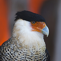 The Colonel the Crested Caracara
