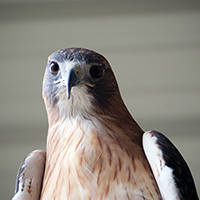 Shiloh the Red-tailed Hawk