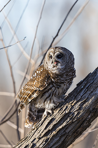 Mr. Chitters, the barred owl, sitting on a log